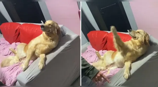 El clip cuenta con miles de reproducciones en TikTok.