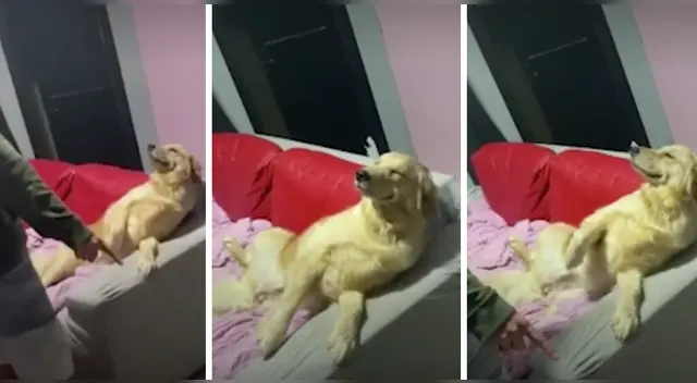 La escena causó la risa de varios usuarios en las redes sociales.