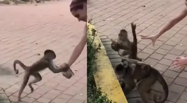 Peculiar video del mono se viralizó en las redes sociales.