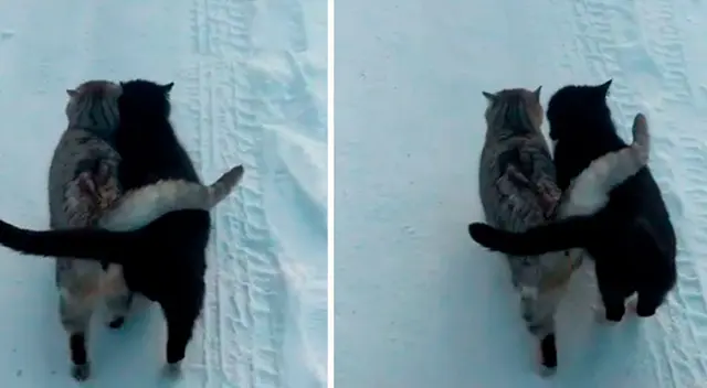 Gatitos pasean juntos románticamente