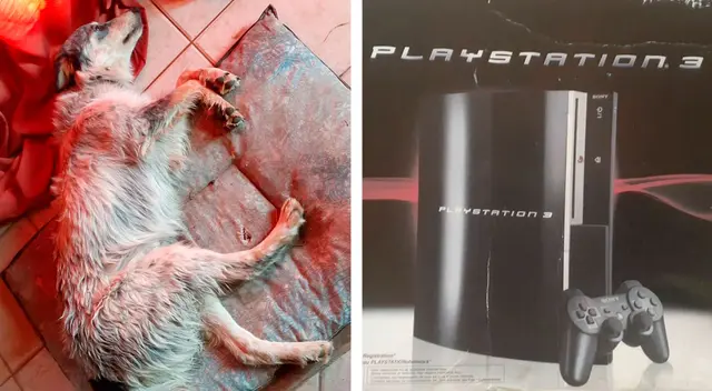 Joven vende su Play Station para pagar la operación a su perrita Joven vende su Play Station para pagar la operación a su perrita
