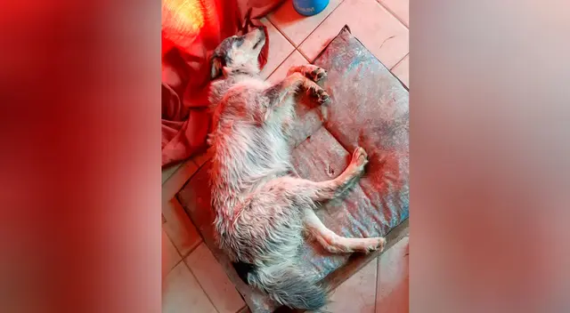 Joven vende su Play Station para pagar la operación a su perrita Joven vende su Play Station para pagar la operación a su perrita