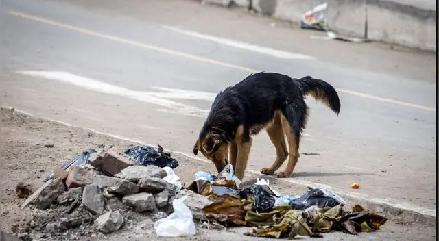 advierte sobre posible regreso de rabia canina