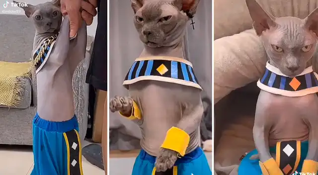 El divertido video logró obtener más 2 millones de reproducciones en TikTok.