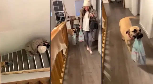 Peculiar video del perro se viralizó en las redes sociales. Peculiar video del perro se viralizó en las redes sociales.