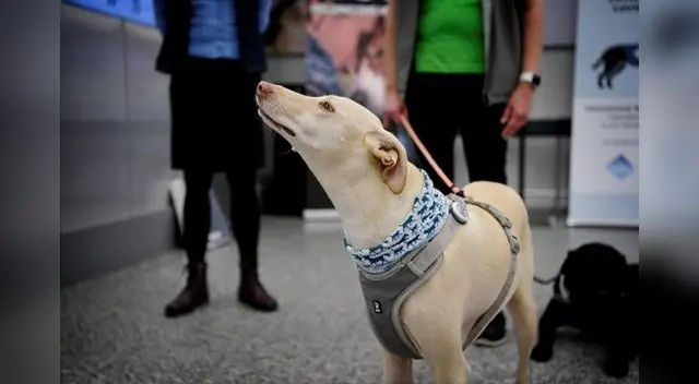 Una clínica veterinaria alemana ha entrenado perros sabueso para detectar el nuevo coronavirus.