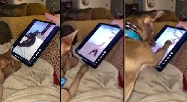 Peculiar video del perro se viralizó en las redes sociales. Peculiar video del perro se viralizó en las redes sociales.