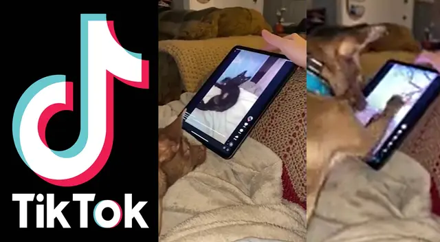 Peculiar video del perro se viralizó en las redes sociales. Peculiar video del perro se viralizó en las redes sociales.
