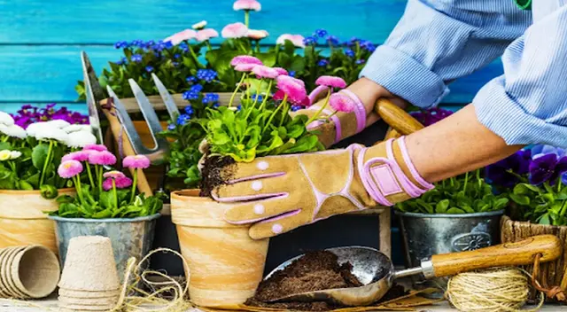 Cambia la tierra cada cierto tiempo y ponle abono. Cambia la tierra cada cierto tiempo y ponle abono.