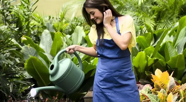 Riégalas seguido, el calor las puede secar. Riégalas seguido, el calor las puede secar.