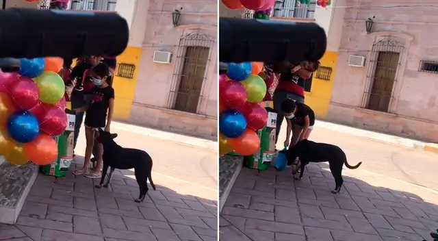La niña aprovechó la distracción del dueño y alimentó al perrito.