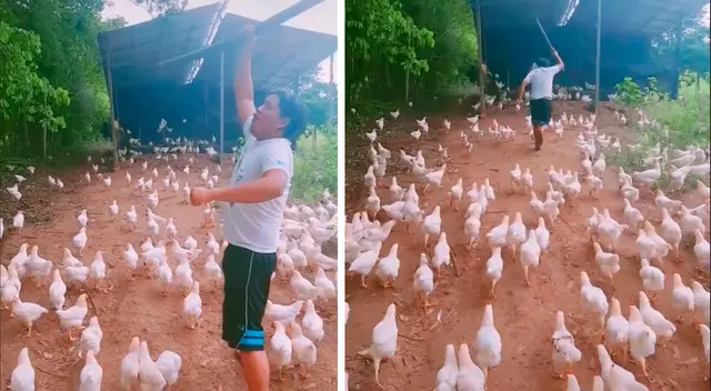 La parvada de comportó tal como lo haría un disciplinado ejército de soldados en plena guerra.