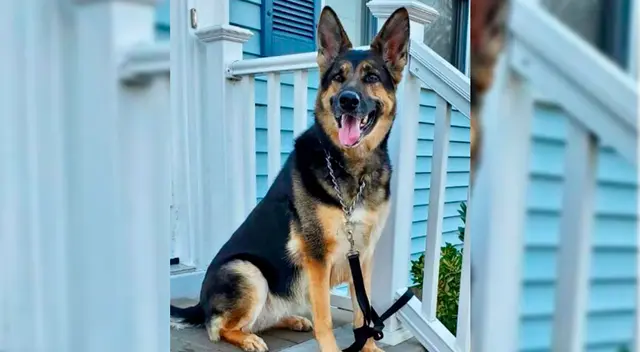 Sadie salvó a su dueño de un derrame cerebral. Sadie salvó a su dueño de un derrame cerebral.