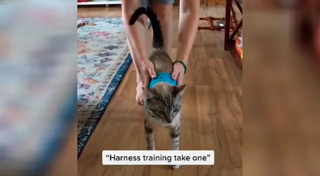Un gato divierte a todos al usar arnés por primera vez Un gato divierte a todos al usar arnés por primera vez