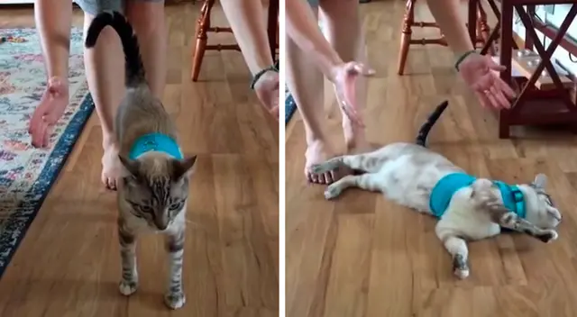 Un gato divierte a todos al usar arnés por primera vez Un gato divierte a todos al usar arnés por primera vez