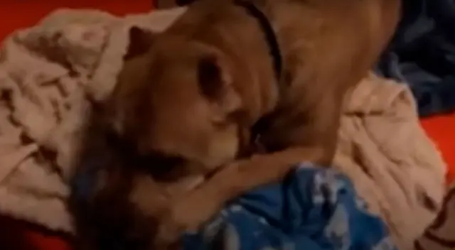 Perrito abraza su mantita al ser abandonado por su familia Perrito abraza su mantita al ser abandonado por su familia