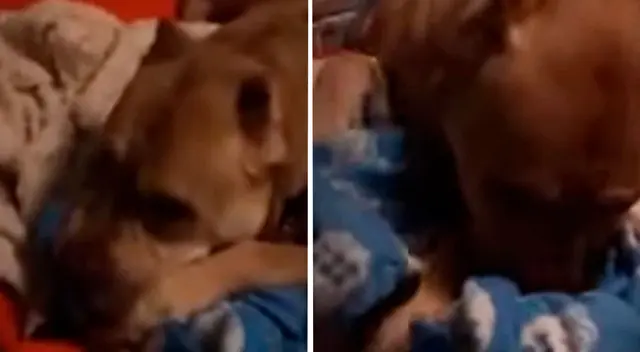 Perrito abraza su mantita al ser abandonado por su familia Perrito abraza su mantita al ser abandonado por su familia