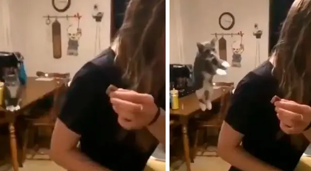 Graban en cámara lenta el increíble salto de un gato. Graban en cámara lenta el increíble salto de un gato.