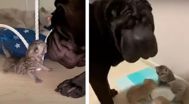 Adorable perrito ayuda a una mamá gata a cuidar de sus gatitos