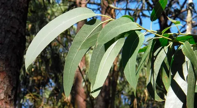 Los lugareños indicaron que este procedimiento es típicamente realizado por muchas personas que temen contagiarse del coronavirus. Los lugareños indicaron que este procedimiento es típicamente realizado por muchas personas que temen contagiarse del coronavirus.