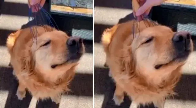 Tranquilo y relajado, así lució el perrito con su dueña. Tranquilo y relajado, así lució el perrito con su dueña.