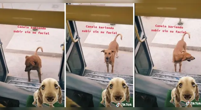 La escena causó la risa de varios usuarios en las redes sociales. La escena causó la risa de varios usuarios en las redes sociales.