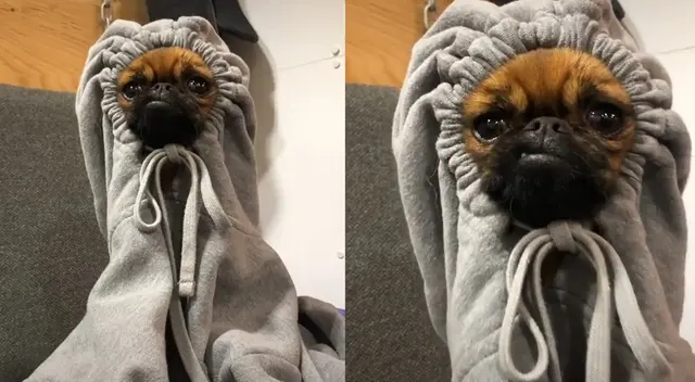 Peculiar video del perro se viralizó en las redes sociales. Peculiar video del perro se viralizó en las redes sociales.