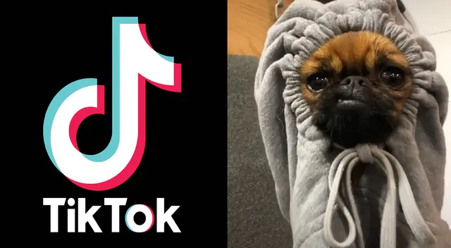 Peculiar video del perro se viralizó en las redes sociales. Peculiar video del perro se viralizó en las redes sociales.