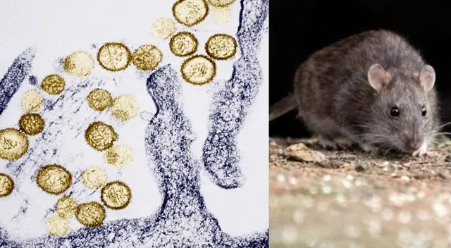 La enfermedad viral del hantavirus ha causado gran alerta en Argentina. La enfermedad viral del hantavirus ha causado gran alerta en Argentina.