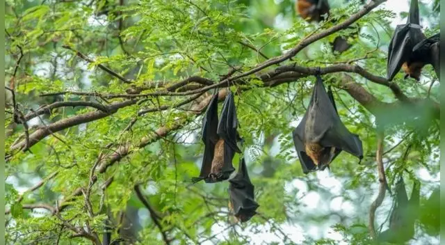 De acuerdo con la investigación, los murciélagos tenían anticuerpos capaces de atacar el SARS-CoV-2.