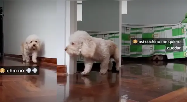 La divertida escena causó sensación en las redes sociales. La divertida escena causó sensación en las redes sociales.