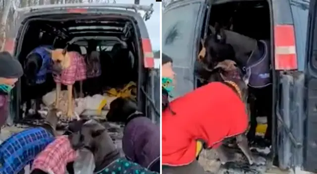 Algunos perros no pueden subir y la mujer los acomoda de manera que siempre haya un espacio para el siguiente. Algunos perros no pueden subir y la mujer los acomoda de manera que siempre haya un espacio para el siguiente.