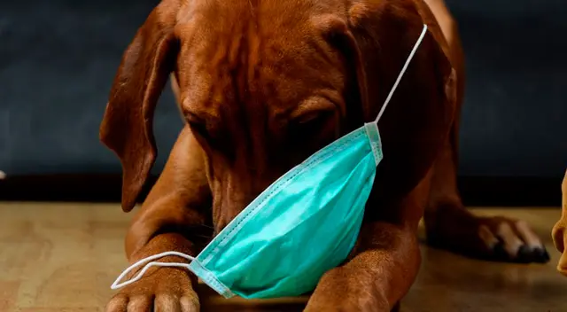 Los CDC indican que se tiene que aislar la mascota de todos los demás, “incluidas otras mascotas”.