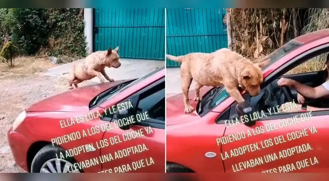 Cientos de personas se ofrecieron adoptar a Lola.