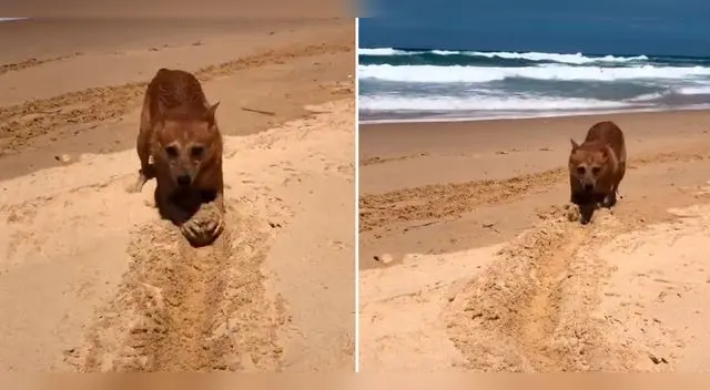 El perrito disfrutó de un divertido día en la playa.