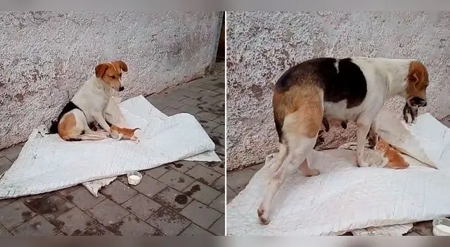 La perrita adoptó a los gatitos abandonados. La perrita adoptó a los gatitos abandonados.