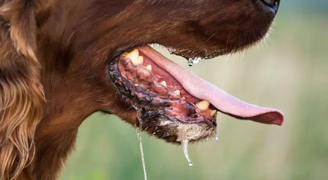La rabia genera cambios en el comportamiento de los perros.