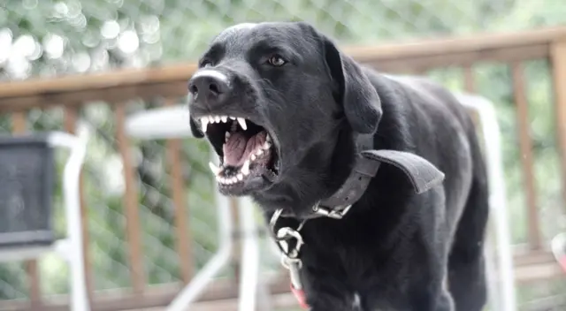 En enero se registraron 10 nuevos casos de rabia en el país.