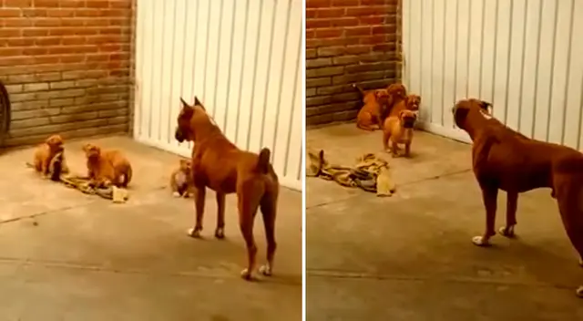 Los cuatro pequeños cachorros tiran de una manta que está en el suelo.