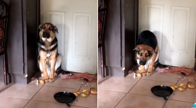 El can se subió hasta la cocina de su dueña para comerse el almuerzo. El can se subió hasta la cocina de su dueña para comerse el almuerzo.