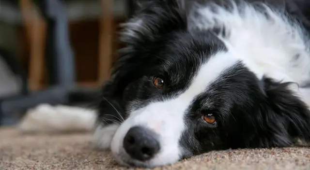 El perro permanecerá bajo custodia de una amiga del fallecido. El perro permanecerá bajo custodia de una amiga del fallecido.