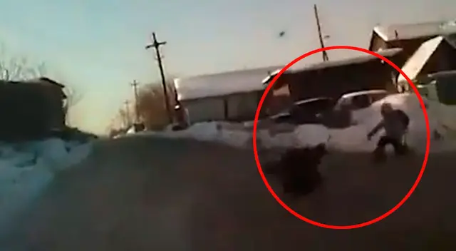 Hombre atropella a unos perros para salvar a una niña Hombre atropella a unos perros para salvar a una niña