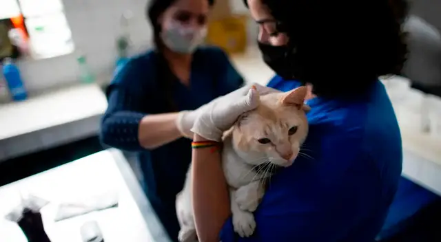 El gato comenzó a vomitar y a mostrarse cansado, por lo que se le tomaron muestras por vía nasofaríngea y anal.