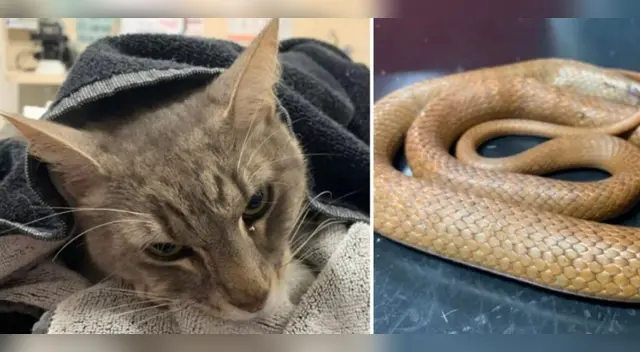Arthur, el gato que luchó contra el feroz reptil para salvar la vida de dos menores.