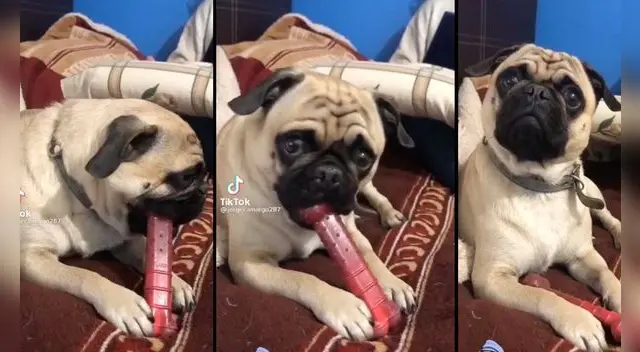 El hilarante video viral cuenta con miles de reproducciones en TikTok. El hilarante video viral cuenta con miles de reproducciones en TikTok.