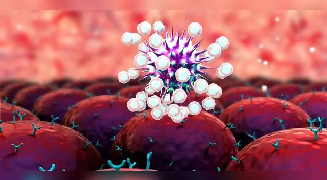 Es importante señalar que las células T no previenen la infección, puesto que comienzan a actuar una vez que el virus se ha infiltrado en el cuerpo. Es importante señalar que las células T no previenen la infección, puesto que comienzan a actuar una vez que el virus se ha infiltrado en el cuerpo.