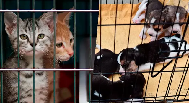 Los animales se encontraban encerrados en jaulas.