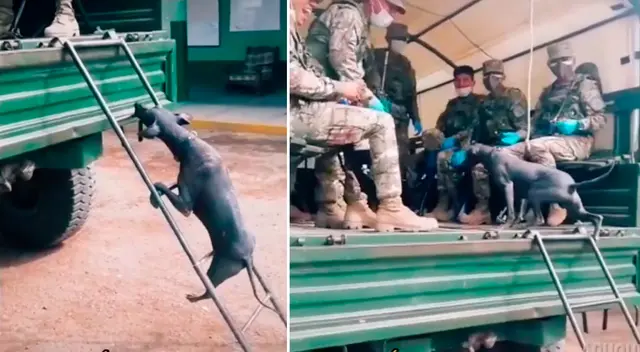 “Hasta los animales nos dan una lección de perseverancia”, comentó un usuario de TikTok.