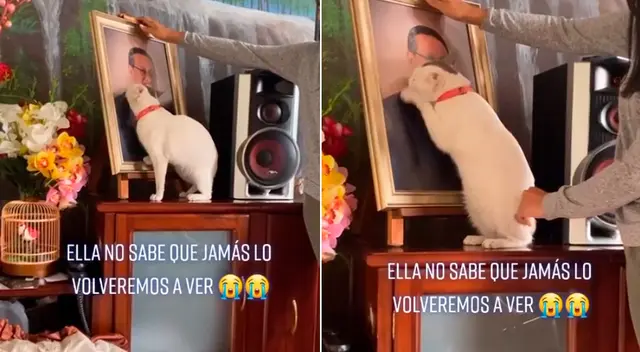 La gatita trató de aferrarse a la imagen de su dueño. La gatita trató de aferrarse a la imagen de su dueño.