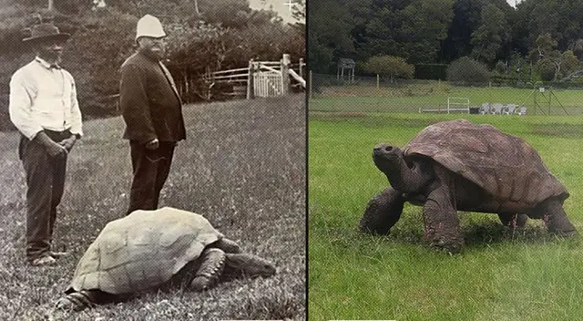 La tortuga ‘Jonathan’ se ha robado las miradas de todos en Internet.